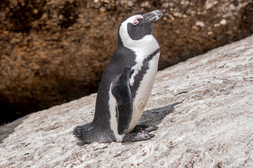 Obraz premium African penguin, also known as the jackass penguin or black-foot