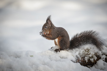 Snowy squirrel