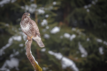 Wild buzzard in a winter forest setting