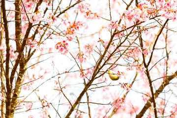 Bird on Cherry Blossom and sakura