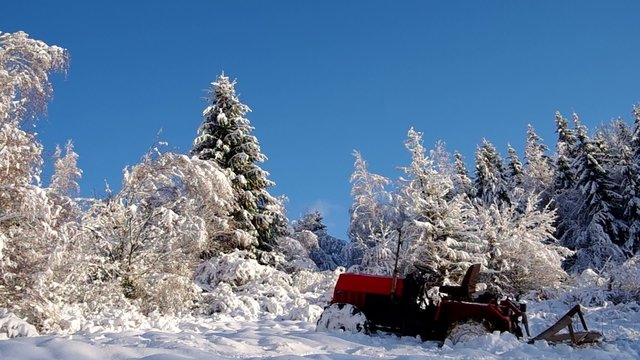 Forest covered with snow and tractor