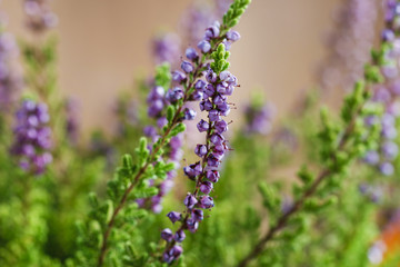 Heather (Calluna vulgaris)