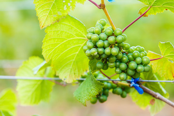 branch young grapes on vine in vineyard