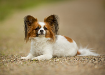Fototapete bei efototapeten.de bestellen   