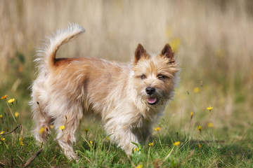 Light-brown Cairn Terrier dog