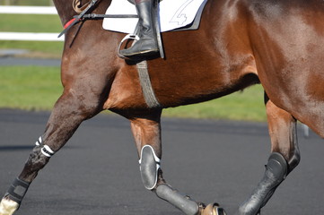 cheval de course