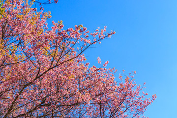 Wild Himalayan Cherry spring blossom