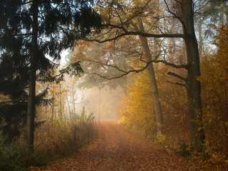 Fog in autumn forest