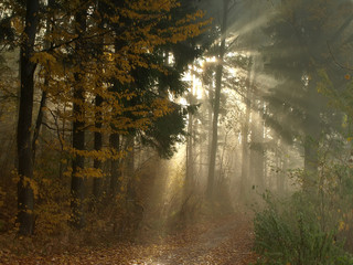 Fog in autumn forest