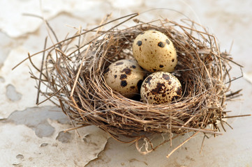 Naklejka na ściany i meble Three eggs in a bird nest
