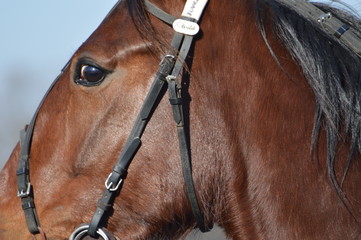 cheval de course
