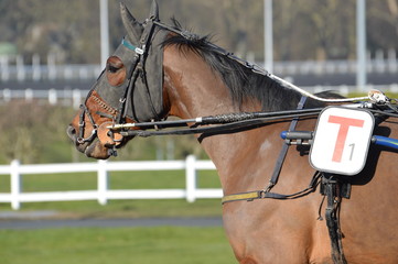cheval de course