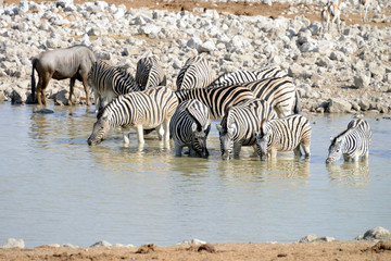 Obraz na płótnie Canvas Zebras, Etosha National Park, Namibia