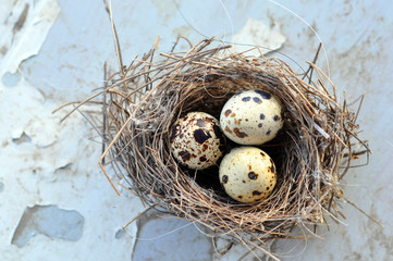 Obraz premium Three eggs in a bird nest