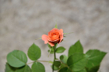 Pink rose