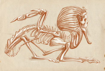 legendary animals and monsters: SPHINX