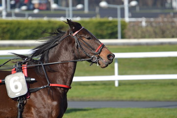 cheval de course