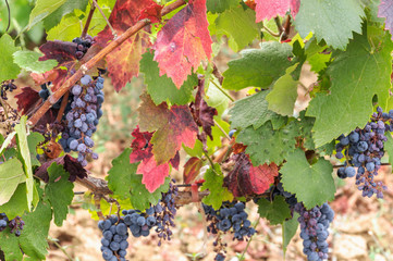 Ripe cabernet grapes ready for harvest