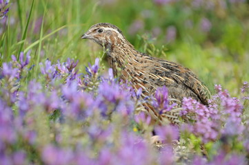 quail