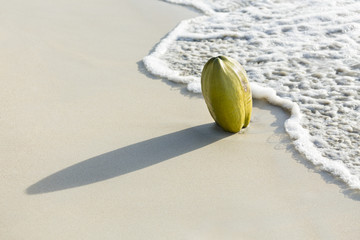 Coconut On Beach, Mahe, Seychelles