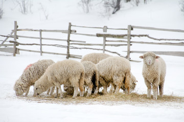 Sheeps feeding in winter time