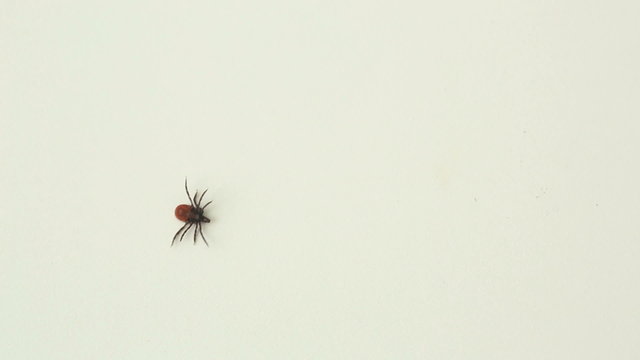 Tick - parasitic arachnid blood-sucking carrier of diseases