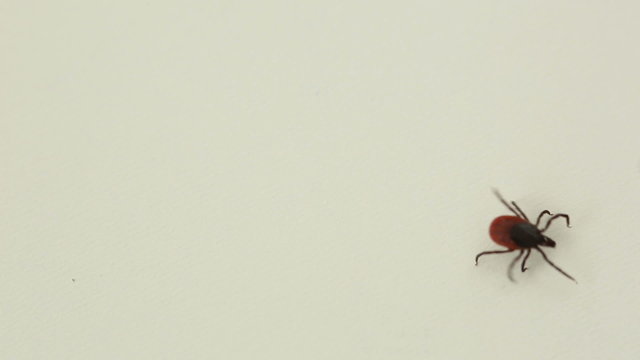 Tick - parasitic arachnid blood-sucking carrier of diseases