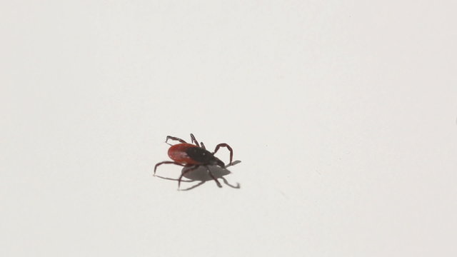 Tick - parasitic arachnid blood-sucking carrier of diseases