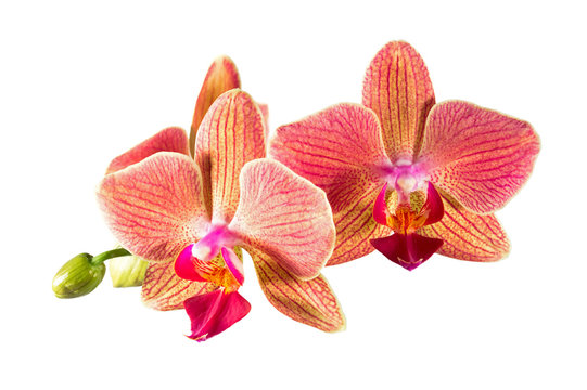 Fototapeta Phalaenopsis orchid flowers