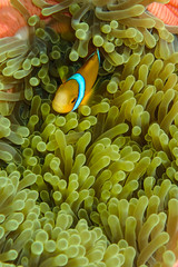 Poisson clown et anémone
