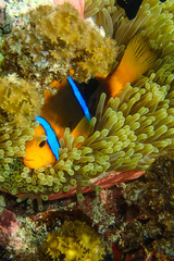 Poisson clown et anémone