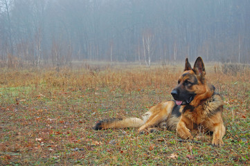 A dog silhouette on autumn leaves background.