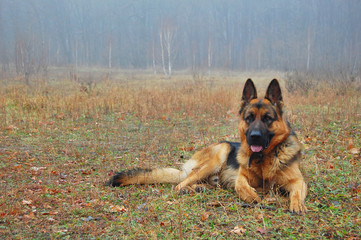 A dog silhouette on autumn leaves background.