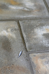 Small fish on ground, Seychelles