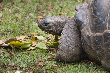 Obraz premium Giant Tortoise, La Digue, Seychelles