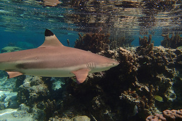 Requin pointe noire