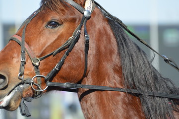 cheval de course