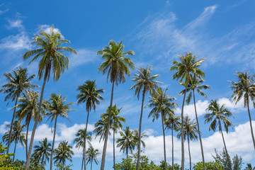 Plakat Palmiers sur le lagon de Moorea