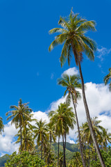 Cocotiers sur une plage polynésienne