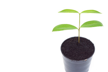 a young green tree growing in a black plastic pot