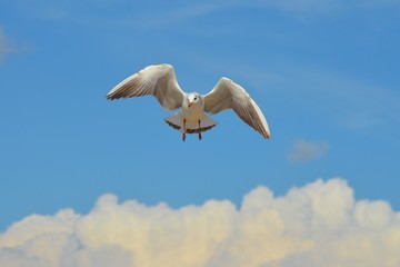 Seagull Flying on Blue Sky