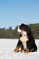Berner sennenhund in snow