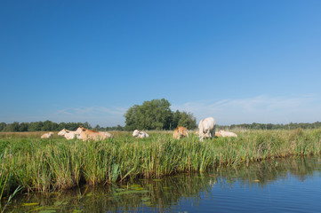 Dutch landscape with cows