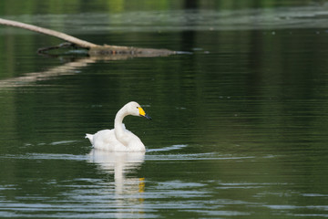 Obraz premium Little white swan