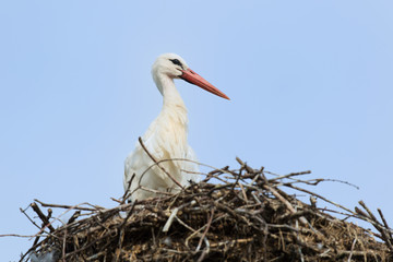 White stork on nest