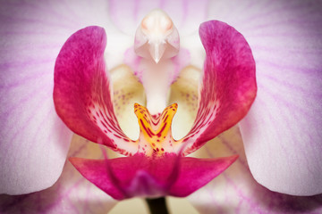 Colorful macro image of orchid © acnaleksy