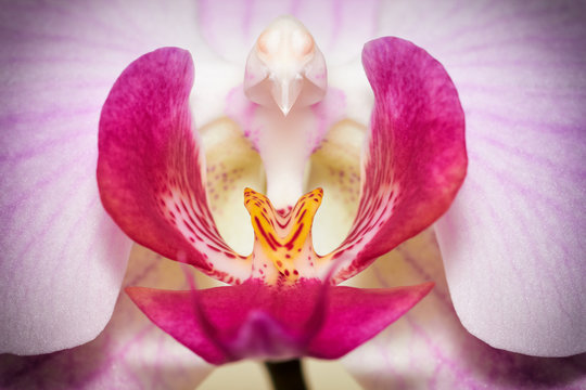 Colorful macro image of orchid