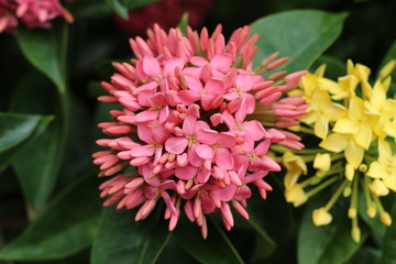 flower color orange in garden