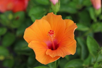 Obraz premium kolor kwiatów pomarańczowy w ogrodzie