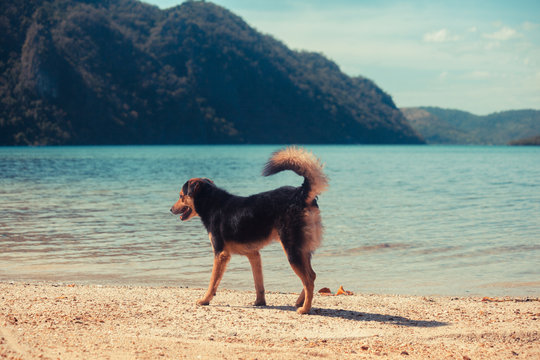 Dog walking on tropical beach